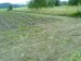 mulčování trávy na pronajatém pozemku 2